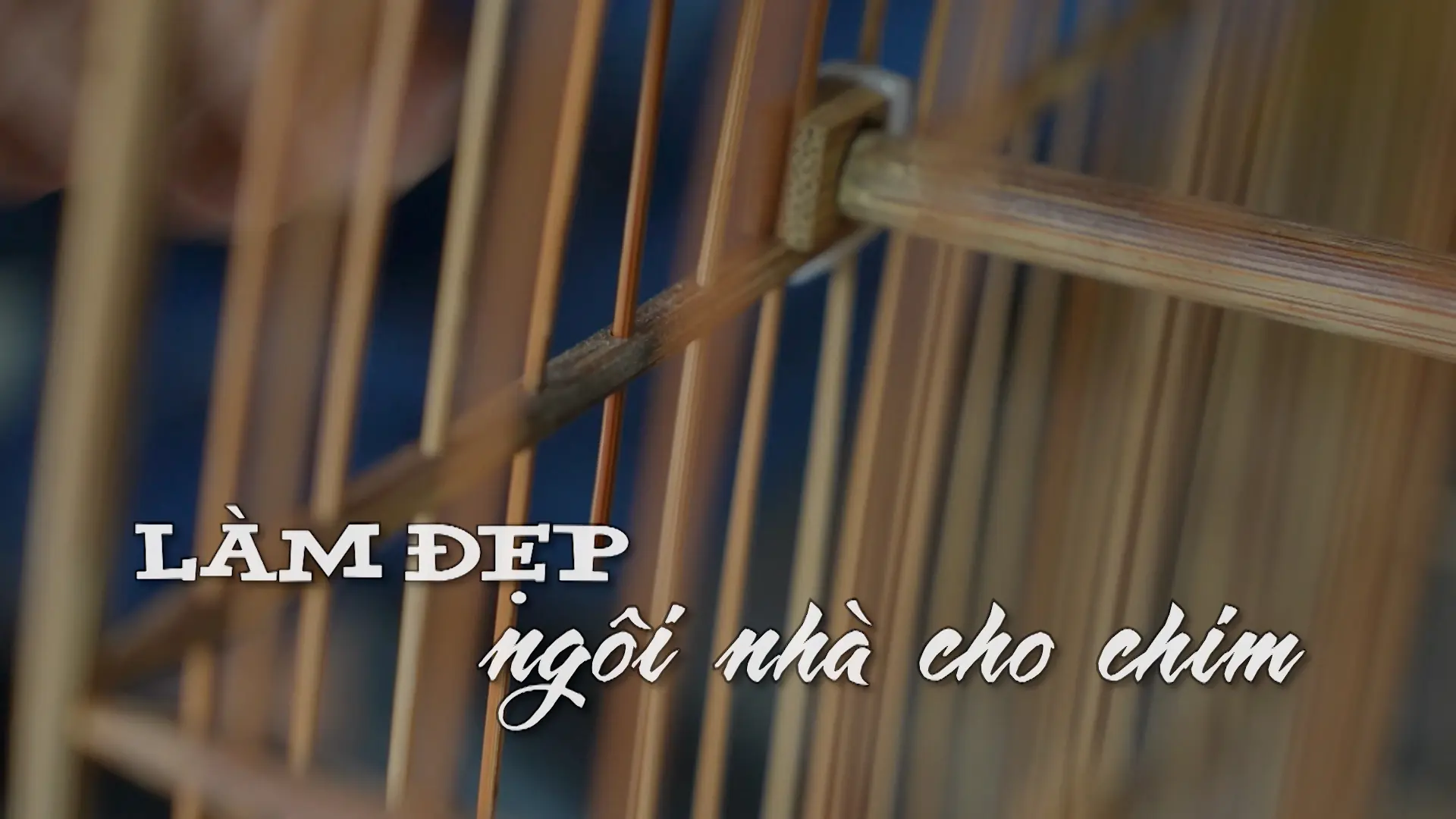 Làm đẹp ngôi nhà cho chim | Nhịp sống Hà Nội | 24/08/2025